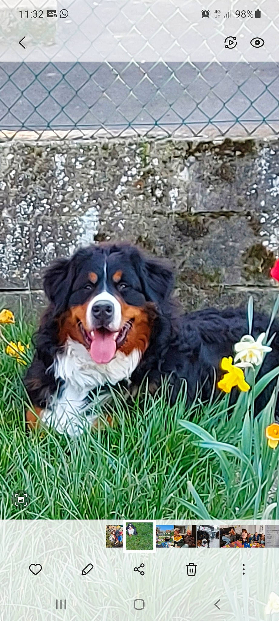 Sirius a rejoint le concours — aidez-le/la à gagner de superbes lots ! ball, bernese_mountain_dog, canidae, carnivore, cavalier_king_charles_spaniel, chain_link_fencing, companion_dog, dog, dog_breed, fence, flower, grass, mesh, plant, smile, snout, sporting_group, terrestrial_animal, wire_fencing, working_dog