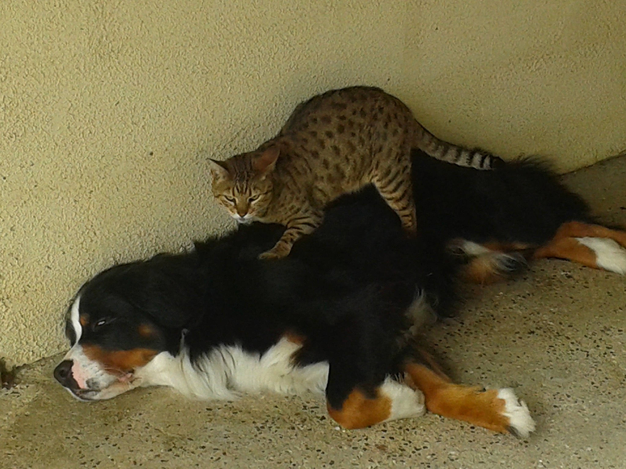 Caramel a rejoint le concours — aidez-le/la à gagner de superbes lots ! bernese_mountain_dog, carnivore, cat, claw, companion_dog, dog, dog_breed, domestic_short_haired_cat, fawn, felidae, fur, herding_dog, mammal, paw, small_to_medium_sized_cats, snout, tail, terrestrial_animal, vertebrate, whiskers