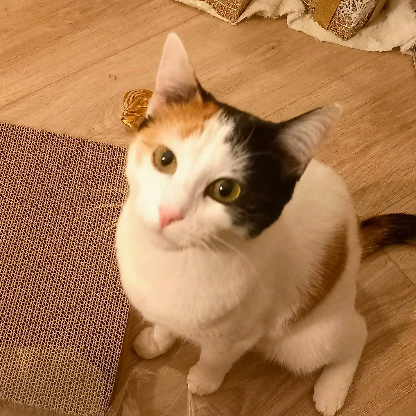 Plume participe au concours pour gagner de l'argent avec cette photo : abyssinian, angora, animal, architecture, building, cat, couch, cushion, furniture, hardwood, homedecor, indoors, interiordesign, kitten, livingroom, manx, pet, room, siamese, wood