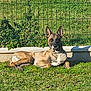alert, animal, canine, collar, daytime, dog, ears_up, fence, grass, greenery, laying_down, muzzle, nature, outdoor, pet, relaxed, resting, shadow, summer, sunlight