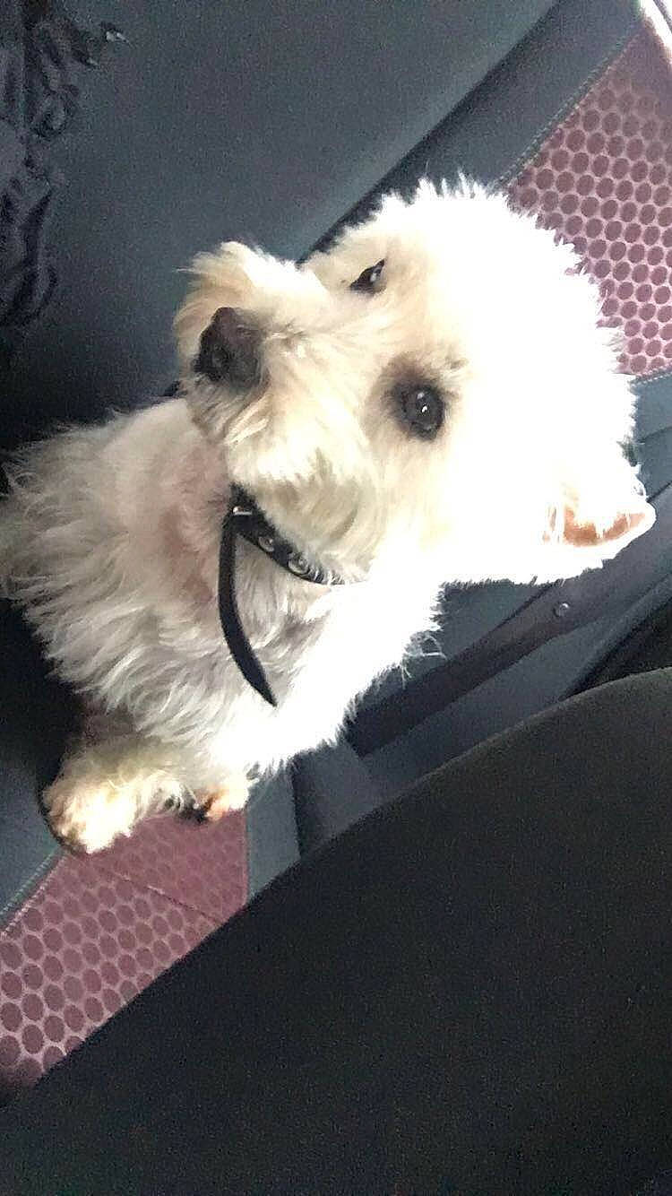 Boonty a rejoint le concours — aidez-le/la à gagner de superbes lots ! canidae, carnivore, companion_dog, coton_de_tulear, dog, dog_breed, havanese, kyi_leo, maltepoo, maltese, mammal, morkie, puppy, rare_breed_dog, schnoodle, sporting_lucas_terrier, terrier, toy_dog, toy_poodle, west_highland_white_terrier