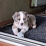 puppy, dog, toy, rope_toy, blue_eyes, indoor, mat, tile_floor, radiator, wall, paw, curious, fluffy, pet, young_dog, resting, home, cozy, animal, domestic