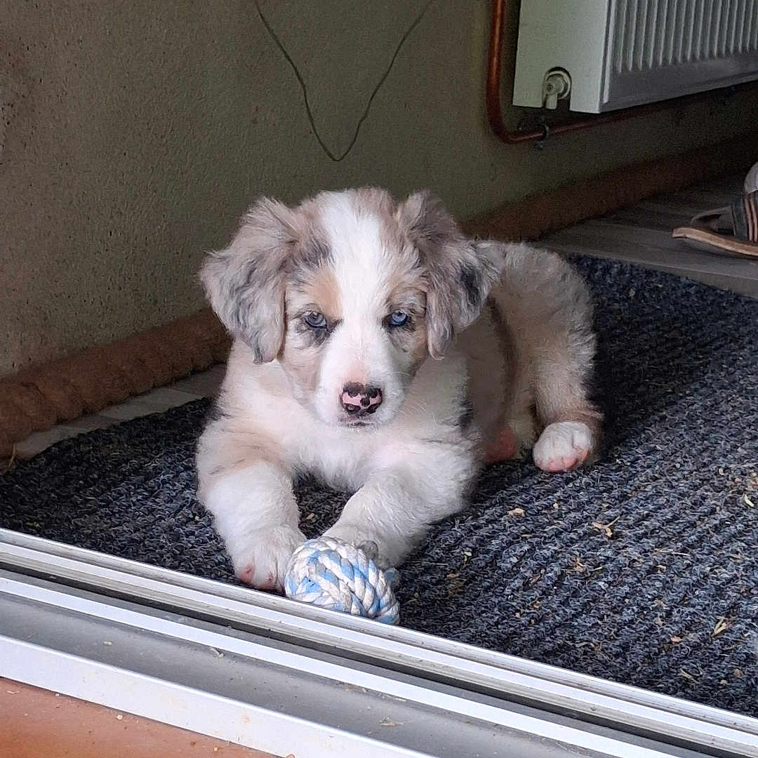 Bleuy a rejoint le concours — aidez-le/la à gagner de superbes lots ! puppy, dog, toy, rope_toy, blue_eyes, indoor, mat, tile_floor, radiator, wall, paw, curious, fluffy, pet, young_dog, resting, home, cozy, animal, domestic