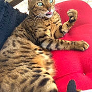 Onyx is registered to the contest to win money with this photo: cat, bengal_cat, feline, pet, animal, fur, spots, whiskers, tongue, paw, red_cushion, indoor, relaxing, sunlight, wood, greenery, swing, closeup, portrait, domestic_animal