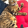 cat, bengal_cat, feline, pet, animal, fur, spots, whiskers, tongue, paw, red_cushion, indoor, relaxing, sunlight, wood, greenery, swing, closeup, portrait, domestic_animal