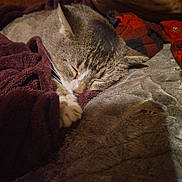 Katnix is registered to the contest to win money with this photo: cat, tabby, sleeping, cozy, blanket, paws, indoor, resting, fur, pet, animal, closeup, comfort, nap, cute, whiskers, relaxation, soft, warm, domestic