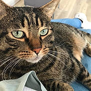 Rey a rejoint le concours — aidez-le/la à gagner de superbes lots ! blue_jeans, cat, close_up, clothing, comfort, domestic_animal, feline, floor, fur, furniture, green_eyes, indoor, lap, person, pet, relaxed, striped, tabby, whiskers, white_shoe