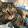 blue_jeans, cat, close_up, clothing, comfort, domestic_animal, feline, floor, fur, furniture, green_eyes, indoor, lap, person, pet, relaxed, striped, tabby, whiskers, white_shoe