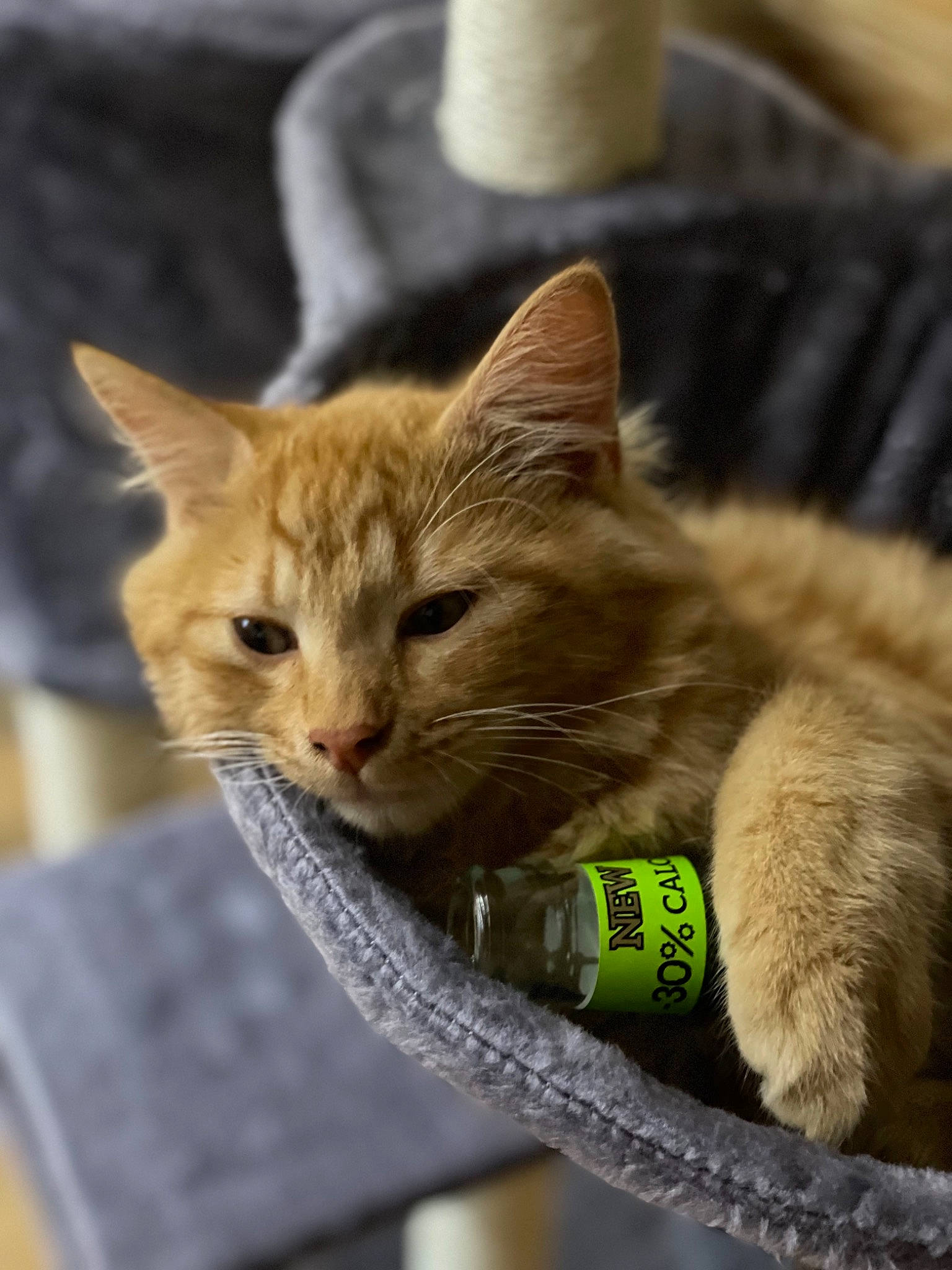 Simba a rejoint le concours — aidez-le/la à gagner de superbes lots ! carnivore, cat, cat_supply, claw, collar, domestic_short_haired_cat, fawn, felidae, fur, grass, paw, pet_supply, photo_caption, sitting, small_to_medium_sized_cats, snout, tail, terrestrial_animal, whiskers, wildlife