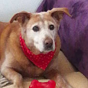 Havana participe au concours pour gagner de l'argent avec cette photo : dog, pet, bandana, red, toy, bone, cushion, purple, indoor, floor, relaxed, animal, mammal, companion, laying, cute, domestic, friendly, cozy, household