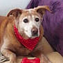 dog, pet, bandana, red, toy, bone, cushion, purple, indoor, floor, relaxed, animal, mammal, companion, laying, cute, domestic, friendly, cozy, household
