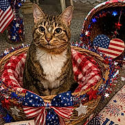 Allana joined the competition — help win amazing prizes! cat, tabby_cat, basket, patriotic, fourth_of_july, red_white_blue, american_flag, bow, stars, decorations, indoor, carpet, holiday, celebration, plaid_blanket, heart, festive, table, chair, flag