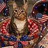 cat, tabby_cat, basket, patriotic, fourth_of_july, red_white_blue, american_flag, bow, stars, decorations, indoor, carpet, holiday, celebration, plaid_blanket, heart, festive, table, chair, flag