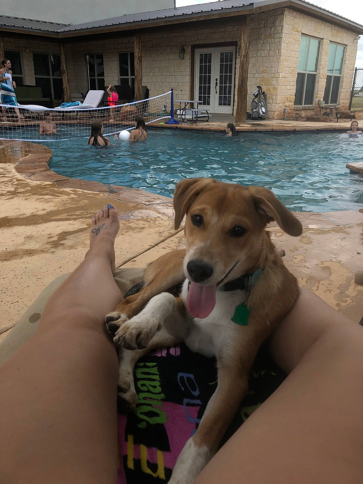 Ace is registered to the contest to win money with this photo: canidae, carnivore, companion_dog, dog, dog_breed, fawn, leisure, potcake_dog, sporting_group, street_dog, vacation