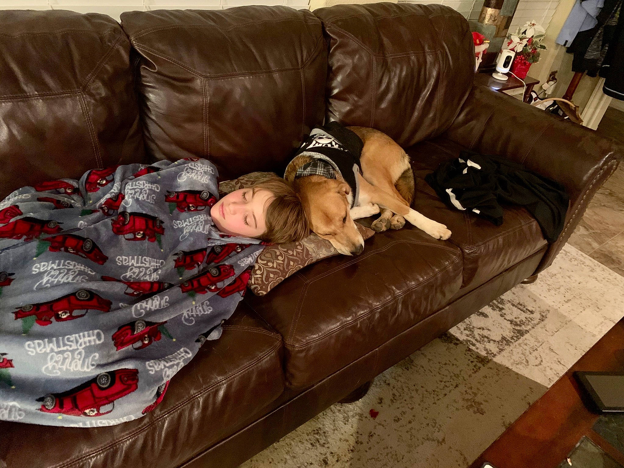 Ace joined the competition — help win amazing prizes! canidae, comfort, companion_dog, couch, furniture, loveseat, non_sporting_group, sporting_group