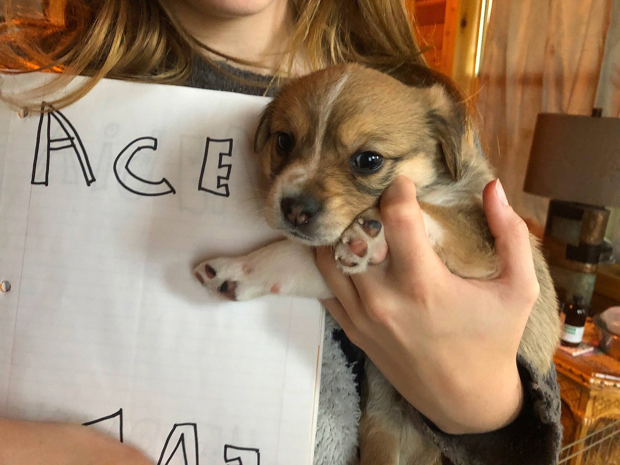 Ace joined the competition — help win amazing prizes! canidae, carnivore, companion_dog, dog, dog_breed, fawn, gesture, mammal, puppy, puppy_love, rare_breed_dog, shih_tzu, snout, toy_dog, vertebrate