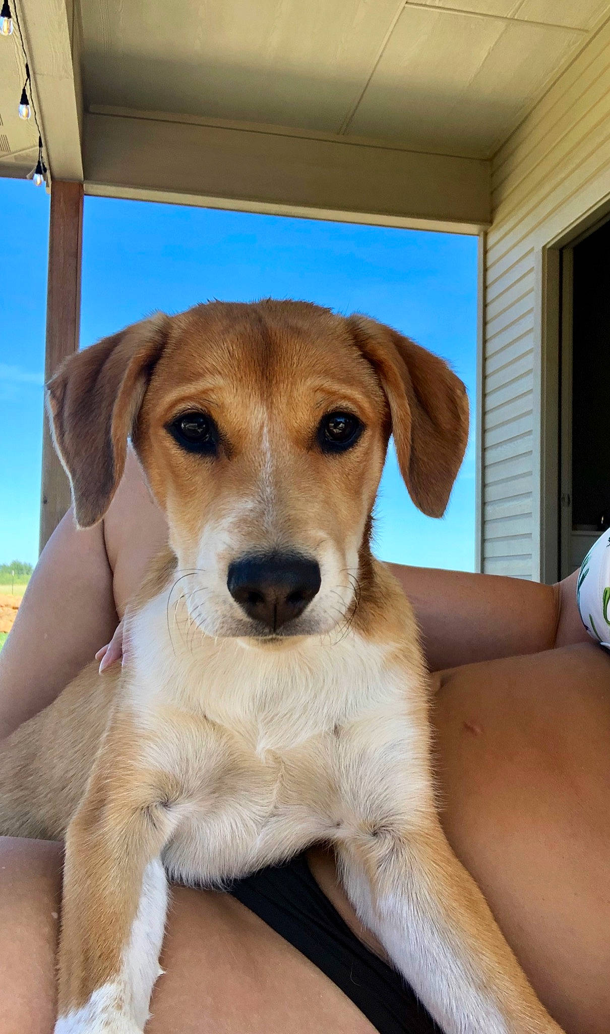 Ace joined the competition — help win amazing prizes! beagador, canidae, carnivore, companion_dog, dog, dog_breed, fawn, harrier, labrador_retriever, mammal, nose, potcake_dog, puppy, rare_breed_dog, snout, sporting_group, street_dog, vertebrate, whiskers