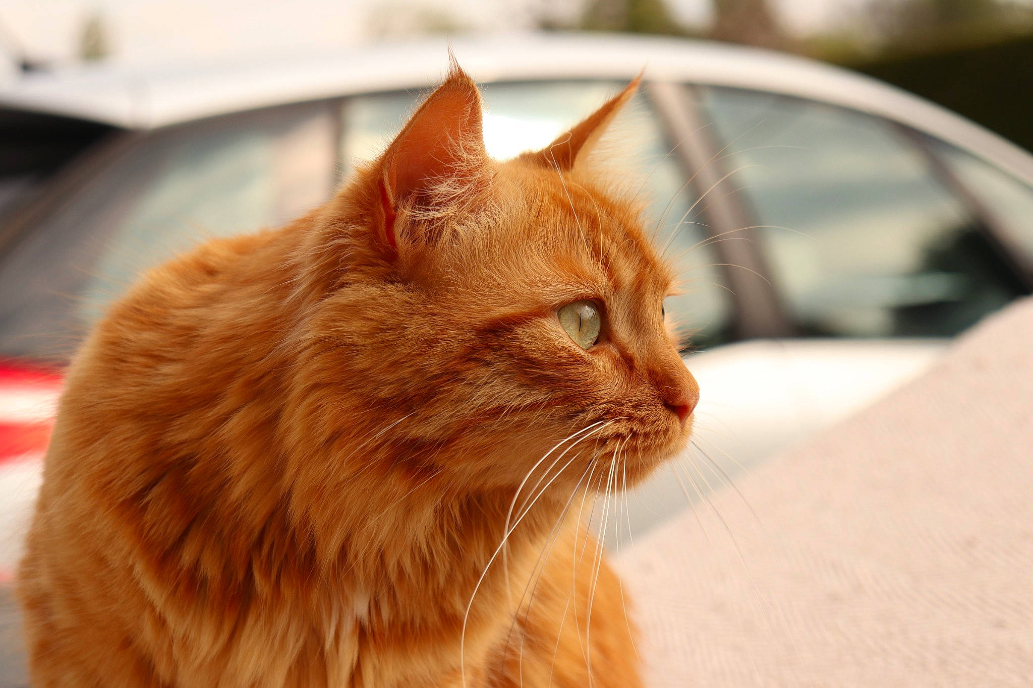 Quill a rejoint le concours — aidez-le/la à gagner de superbes lots ! automotive_mirror, carnivore, cat, domestic_short_haired_cat, fawn, felidae, fur, grass, liver, small_to_medium_sized_cats, snout, terrestrial_animal, whiskers, window, wood