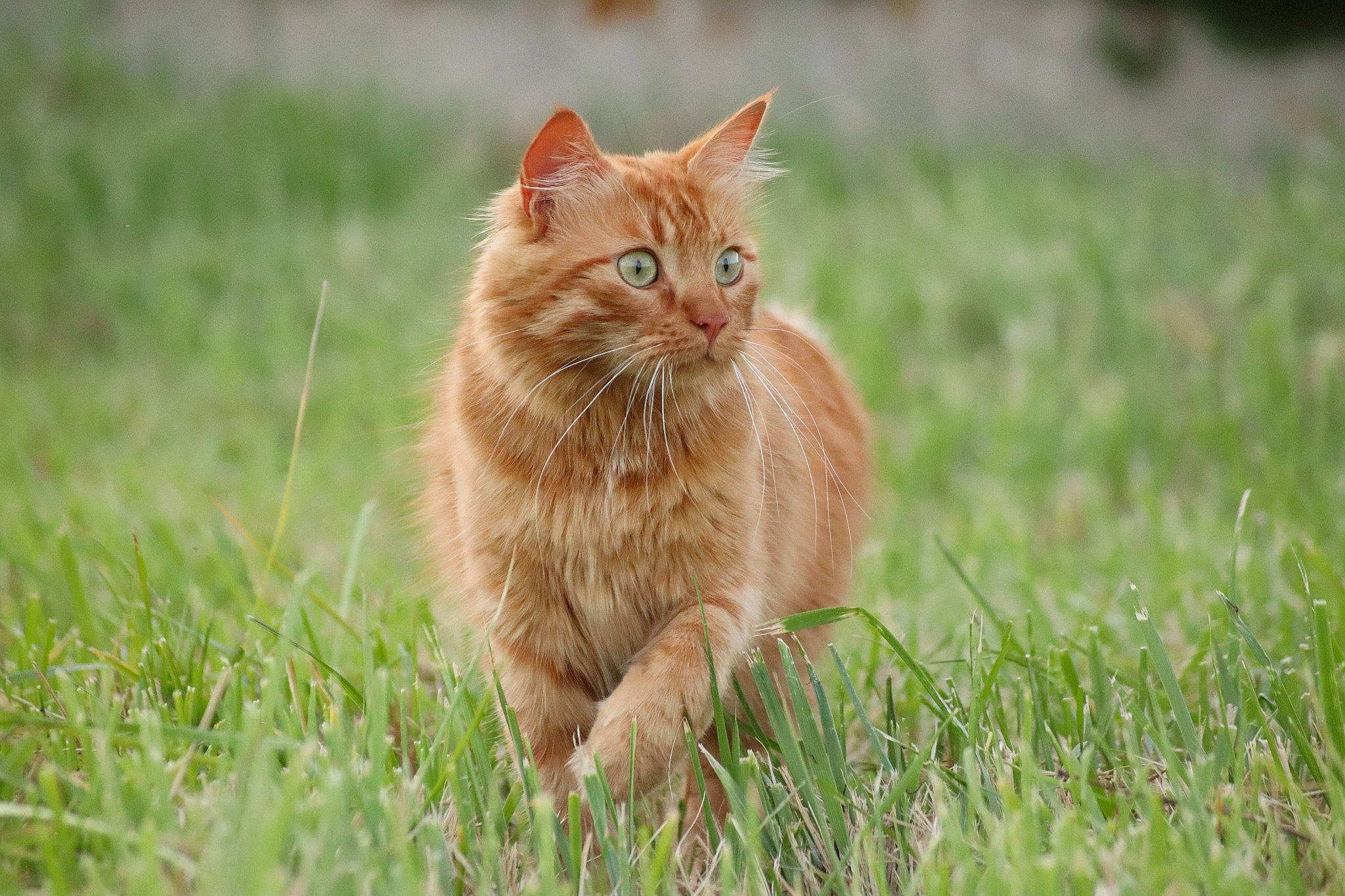 Quill a rejoint le concours — aidez-le/la à gagner de superbes lots ! carnivore, cat, domestic_short_haired_cat, fawn, felidae, fur, grass, grassland, pasture, plant, prairie, small_to_medium_sized_cats, snout, soil, tail, terrestrial_animal, tree, whiskers, wildlife, wood