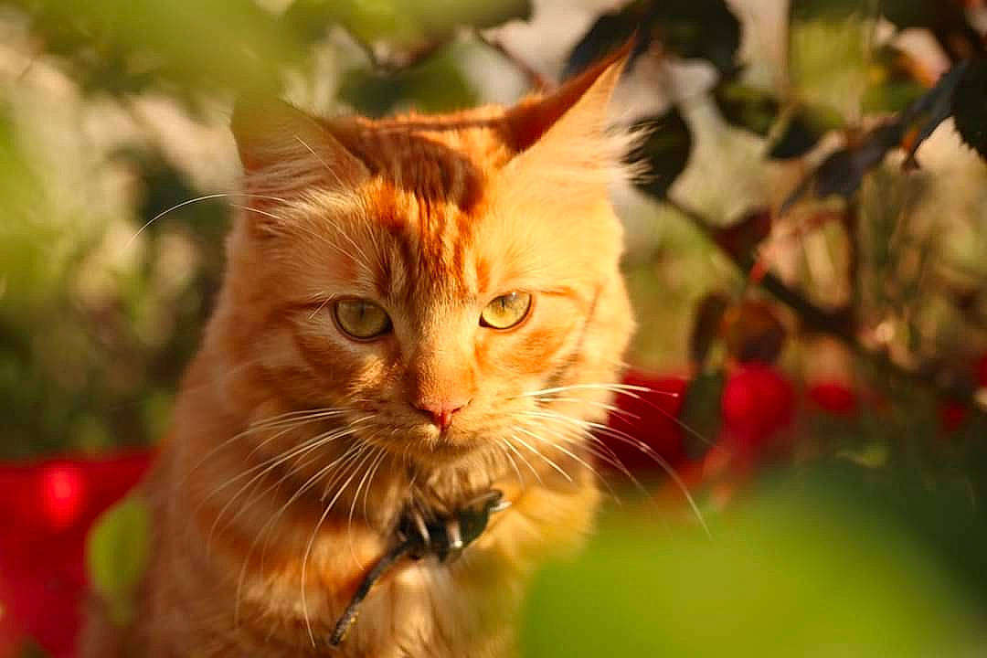 Quill participe au concours pour gagner de l'argent avec cette photo : branch, carnivore, cat, close_up, european_shorthair, fawn, felidae, fur, grass, kitten, maine_coon, mammal, norwegian_forest_cat, plant, small_to_medium_sized_cats, snout, tabby_cat, tree, whiskers, wildlife