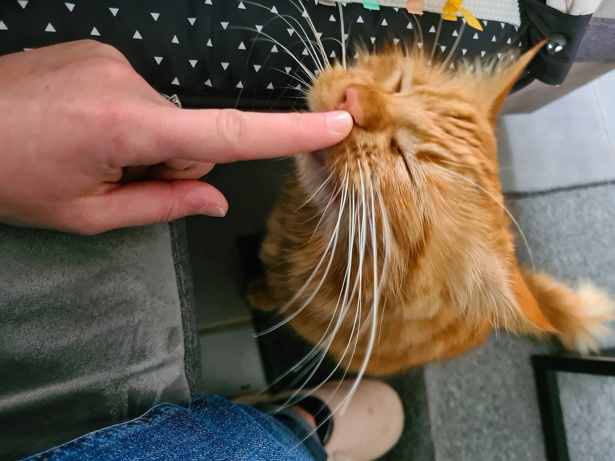 Quill participe au concours pour gagner de l'argent avec cette photo : carnivore, cat, claw, comfort, denim, domestic_short_haired_cat, electric_blue, fawn, felidae, finger, fur, gesture, nail, paw, small_to_medium_sized_cats, snout, tail, terrestrial_animal, whiskers, wildlife