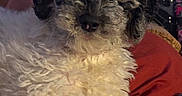 Dolly is registered to the contest to win money with this photo: dog, puppy, curly_fur, fluffy, black_and_white, small_breed, pet, animal, portrait, close_up, indoors, blanket, red_blanket, couch, cozy, lying_down, brown_eyes, black_nose, long_fur, cute