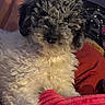 dog, puppy, curly_fur, fluffy, black_and_white, small_breed, pet, animal, portrait, close_up, indoors, blanket, red_blanket, couch, cozy, lying_down, brown_eyes, black_nose, long_fur, cute