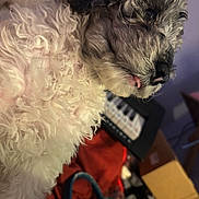 Dolly joined the competition — help win amazing prizes! dog, puppy, small_dog, curly_fur, shaggy_fur, black_and_white, tongue_out, close_up, pet_portrait, looking_at_camera, indoor, musical_instrument, guitar, clothing, colorful, household_items, blurred_background, playful, cute, portrait