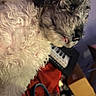 dog, puppy, small_dog, curly_fur, shaggy_fur, black_and_white, tongue_out, close_up, pet_portrait, looking_at_camera, indoor, musical_instrument, guitar, clothing, colorful, household_items, blurred_background, playful, cute, portrait