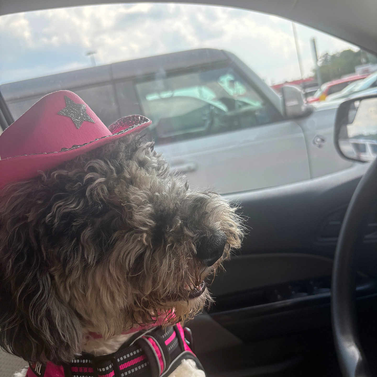 Dolly