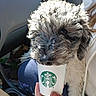 Dolly joined the competition — help win amazing prizes! dog, puppy, curly_fur, scruffy_fur, gray_fur, black_nose, brown_eyes, close_up, portrait, car, vehicle_interior, starbucks_cup, coffee_cup, hand, passenger, seated, pet, cute, funny, indoor