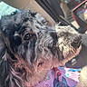 Dolly joined the competition — help win amazing prizes! dog, canine, black_and_white, shaggy_fur, long_hair, scruffy, beard, close_up, portrait, animal, pet, car, vehicle, interior, sunlight, outdoor, blue_sky, colorful_fabric, looking_at_camera, road_trip