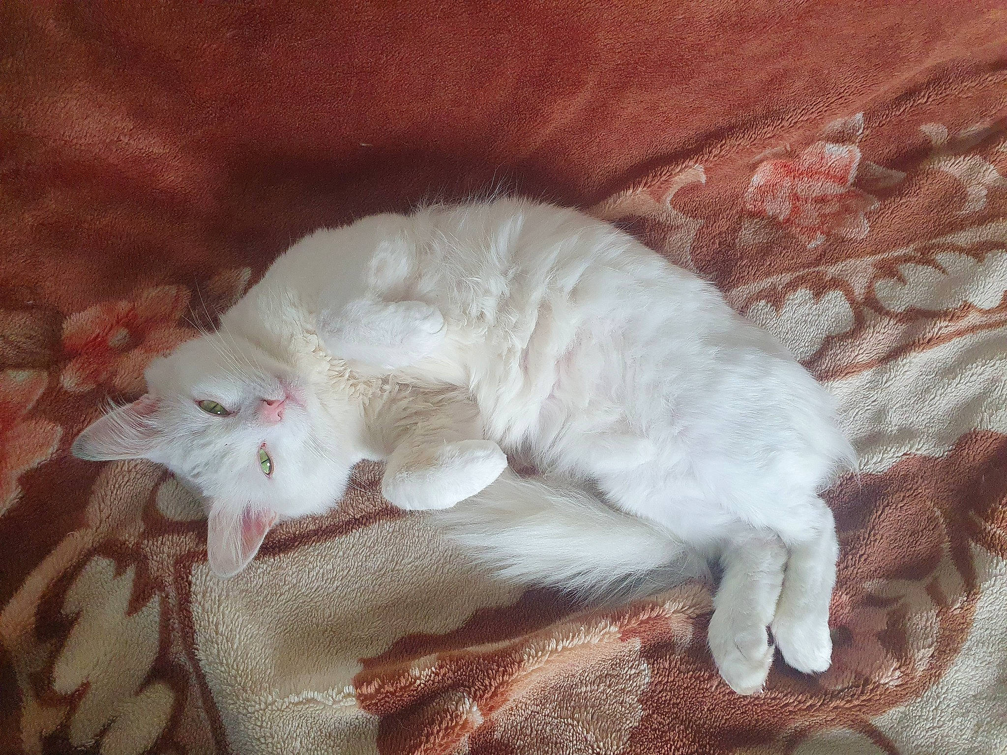 Bittu is registered to the contest to win money with this photo: bed, canidae, carnivore, cat, claw, comfort, domestic_short_haired_cat, felidae, foot, fur, linens, nap, paw, sleep, small_to_medium_sized_cats, snout, tail, whiskers