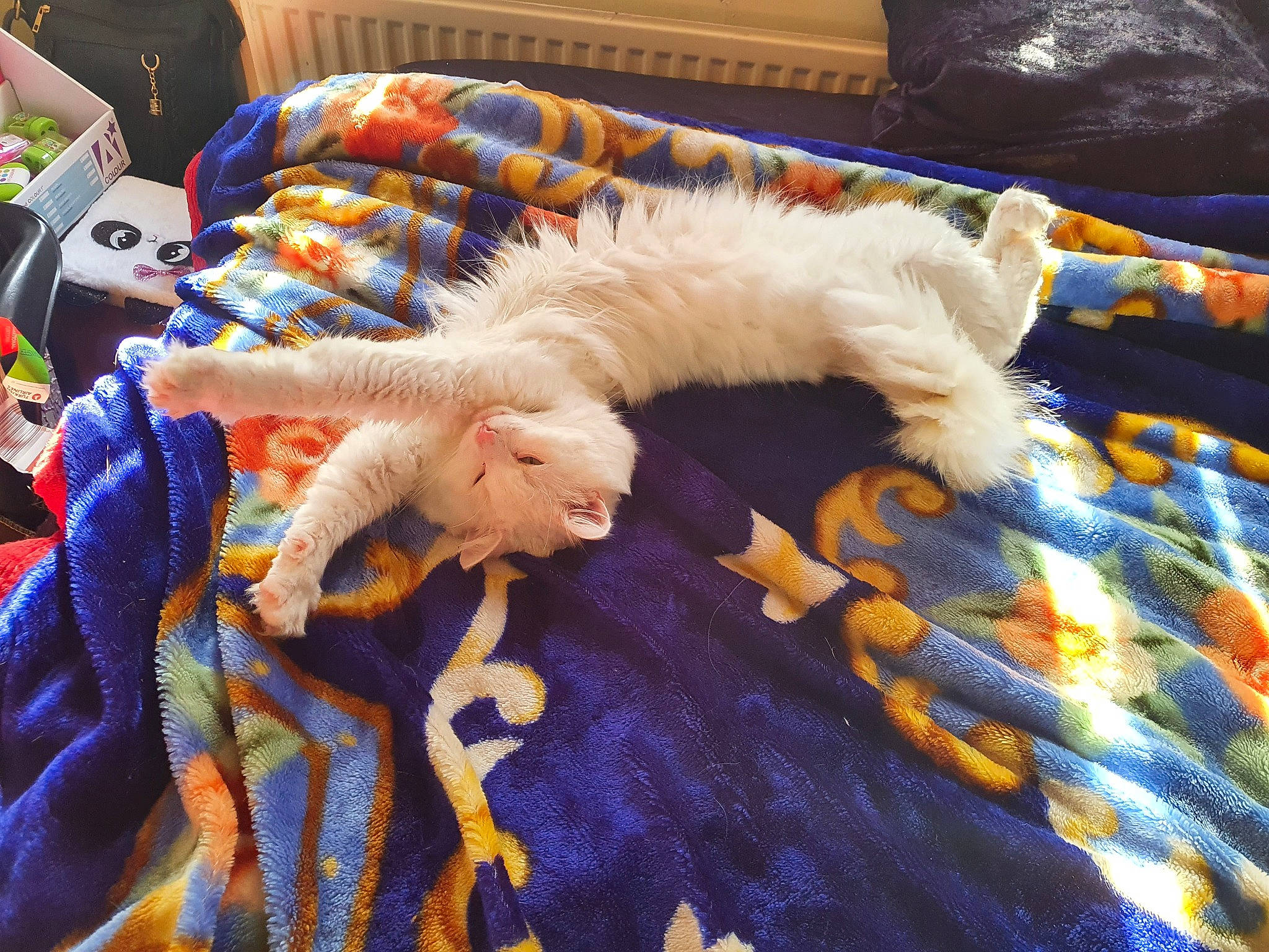 Bittu joined the competition — help win amazing prizes! canidae, carnivore, cat, claw, comfort, companion_dog, couch, dog_breed, electric_blue, fawn, felidae, fur, linens, nap, pattern, paw, small_to_medium_sized_cats, sporting_group, tail, whiskers