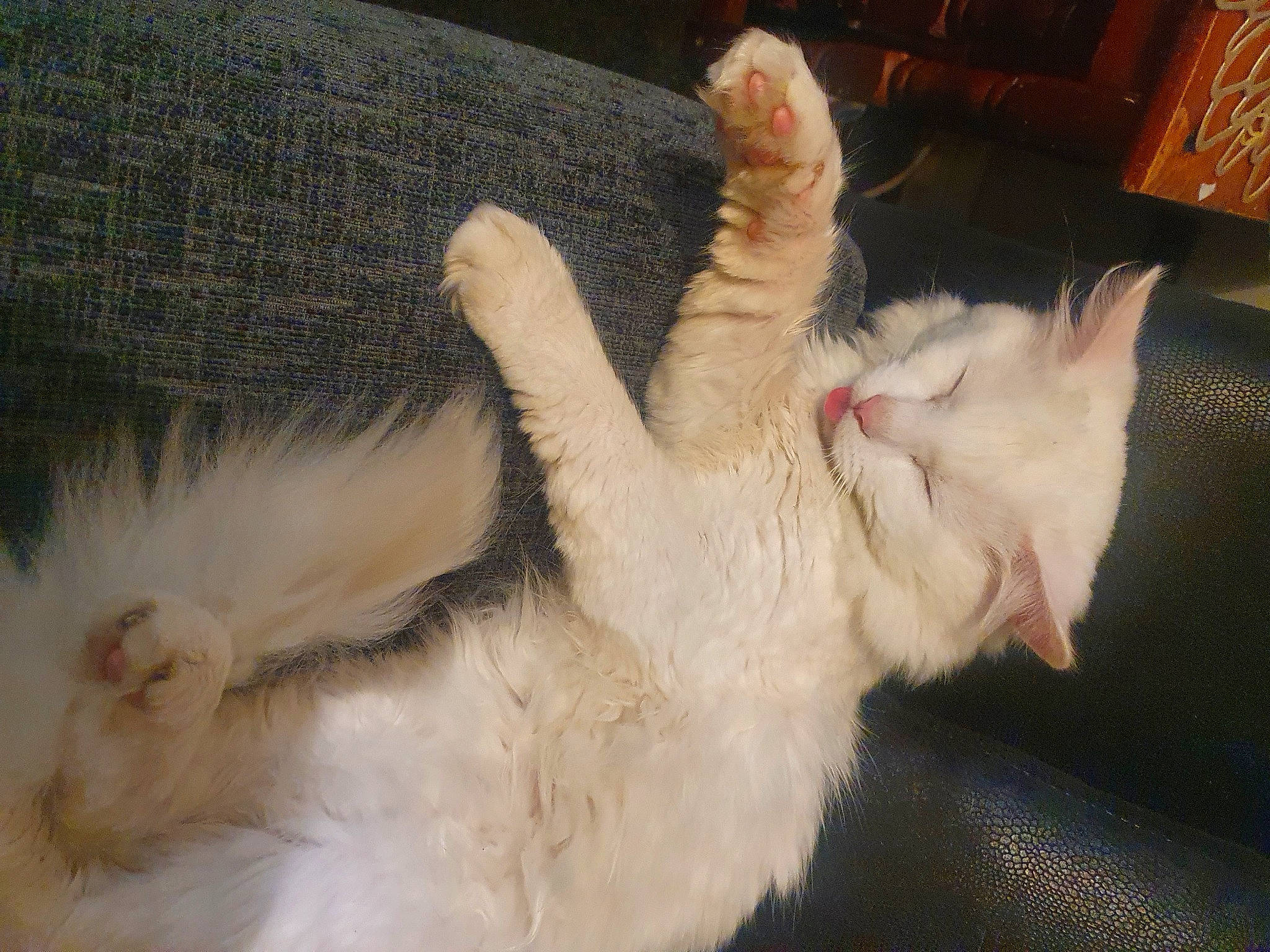 Bittu joined the competition — help win amazing prizes! carnivore, cat, claw, comfort, domestic_short_haired_cat, ear, fawn, felidae, foot, fur, gesture, nail, nap, paw, small_to_medium_sized_cats, tail, whiskers