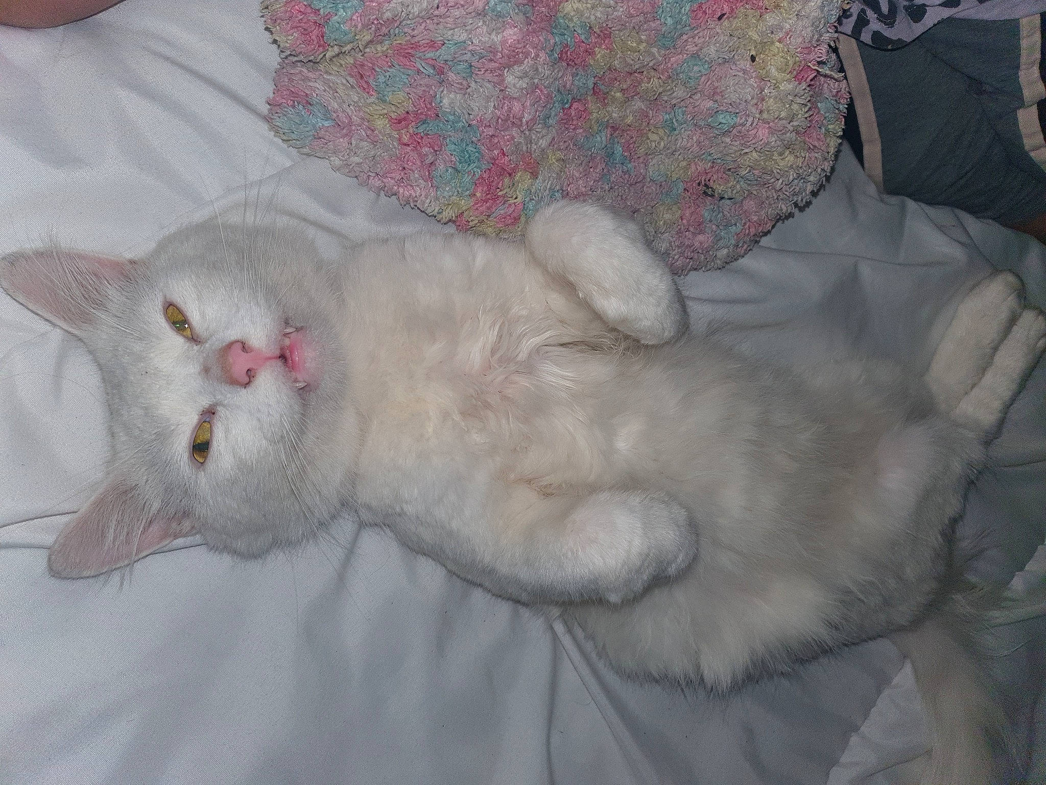 Bittu is registered to the contest to win money with this photo: bed, carnivore, cat, claw, comfort, domestic_short_haired_cat, felidae, fur, grey, nap, paw, small_to_medium_sized_cats, snout, tail, whiskers