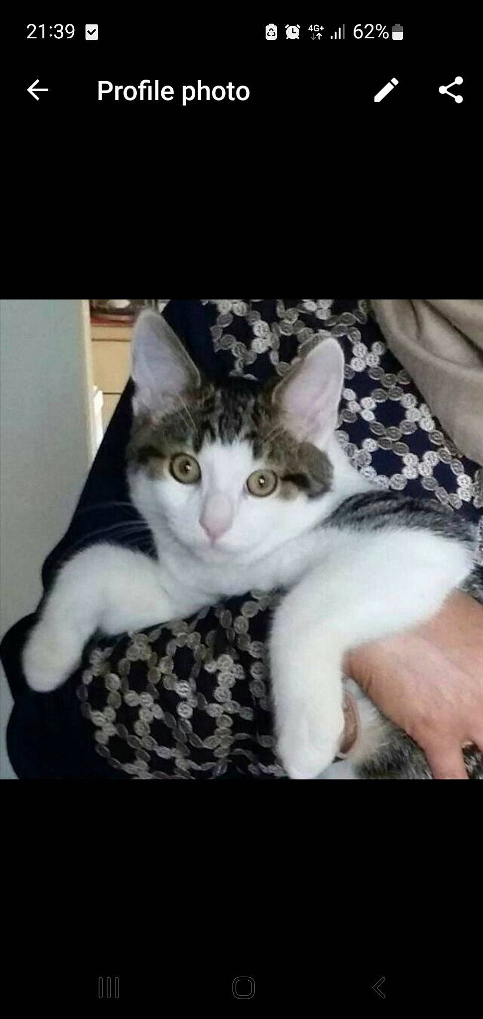 Tabby is registered to the contest to win money with this photo: carnivore, cat, comfort, couch, domestic_short_haired_cat, felidae, fur, gesture, pattern, paw, photo_caption, sitting, small_to_medium_sized_cats, tail, whiskers