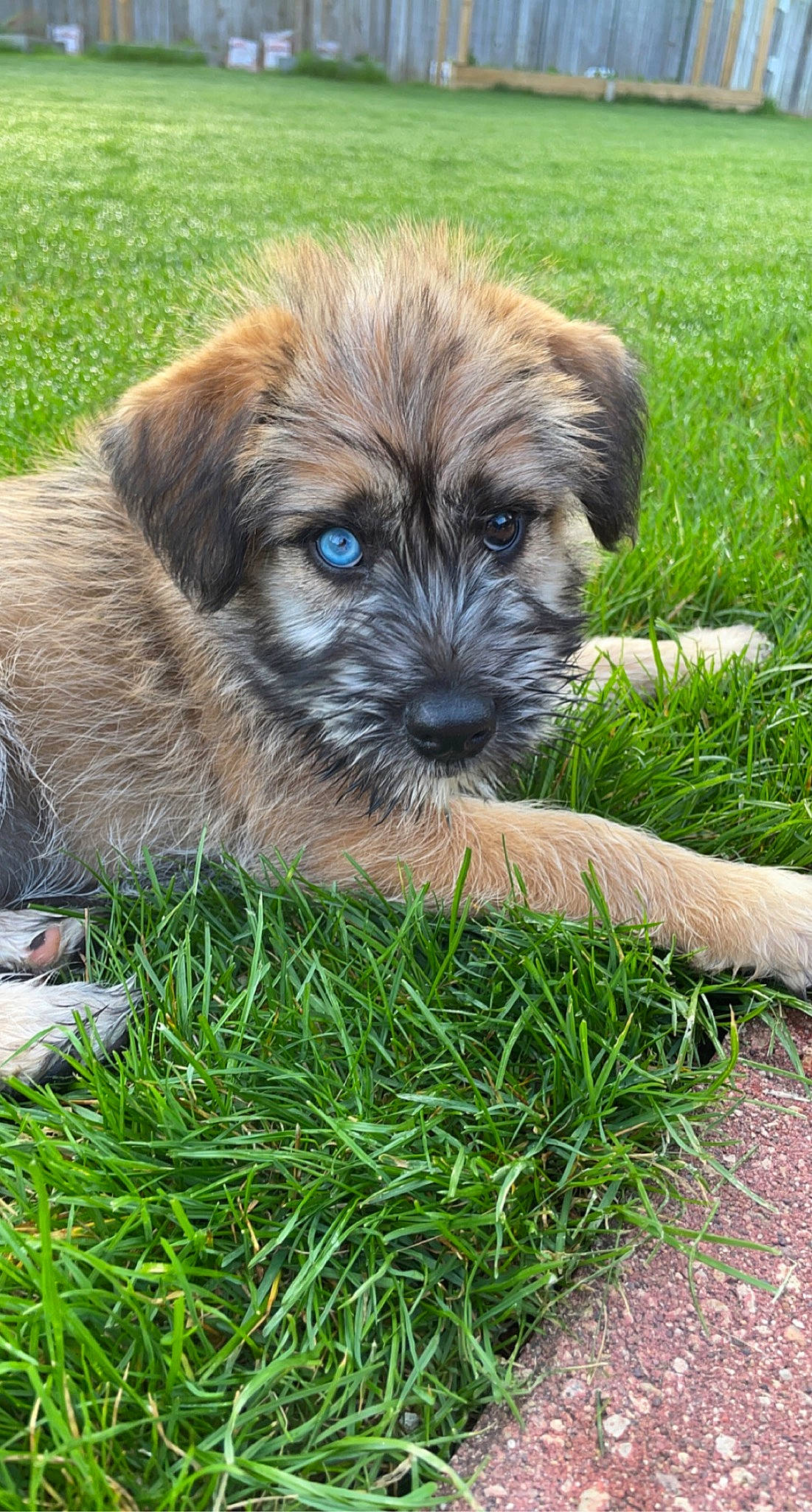 Rizzo is registered to the contest to win money with this photo: ancient_dog_breeds, canidae, carnivore, companion_dog, dog, dog_breed, fawn, firefighter, fur, grass, liver, plant, puppy, snout, sporting_group, terrestrial_animal, toy_dog, working_animal, working_dog, wrinkle