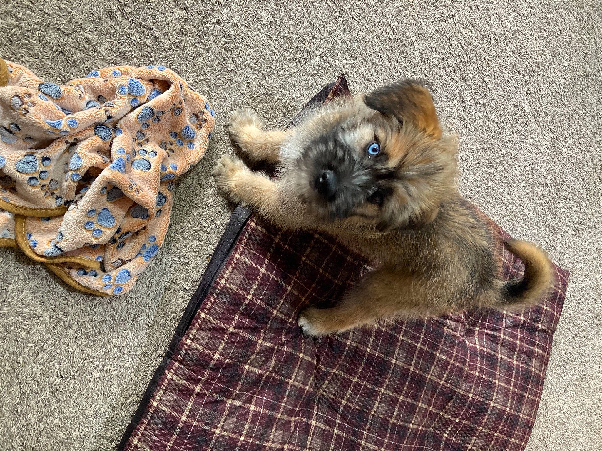 Rizzo is registered to the contest to win money with this photo: canidae, carnivore, claw, companion_dog, dog_breed, electric_blue, fawn, felidae, flooring, fur, pattern, paw, small_to_medium_sized_cats, snout, sporting_group, tail, terrestrial_animal, whiskers, wildlife