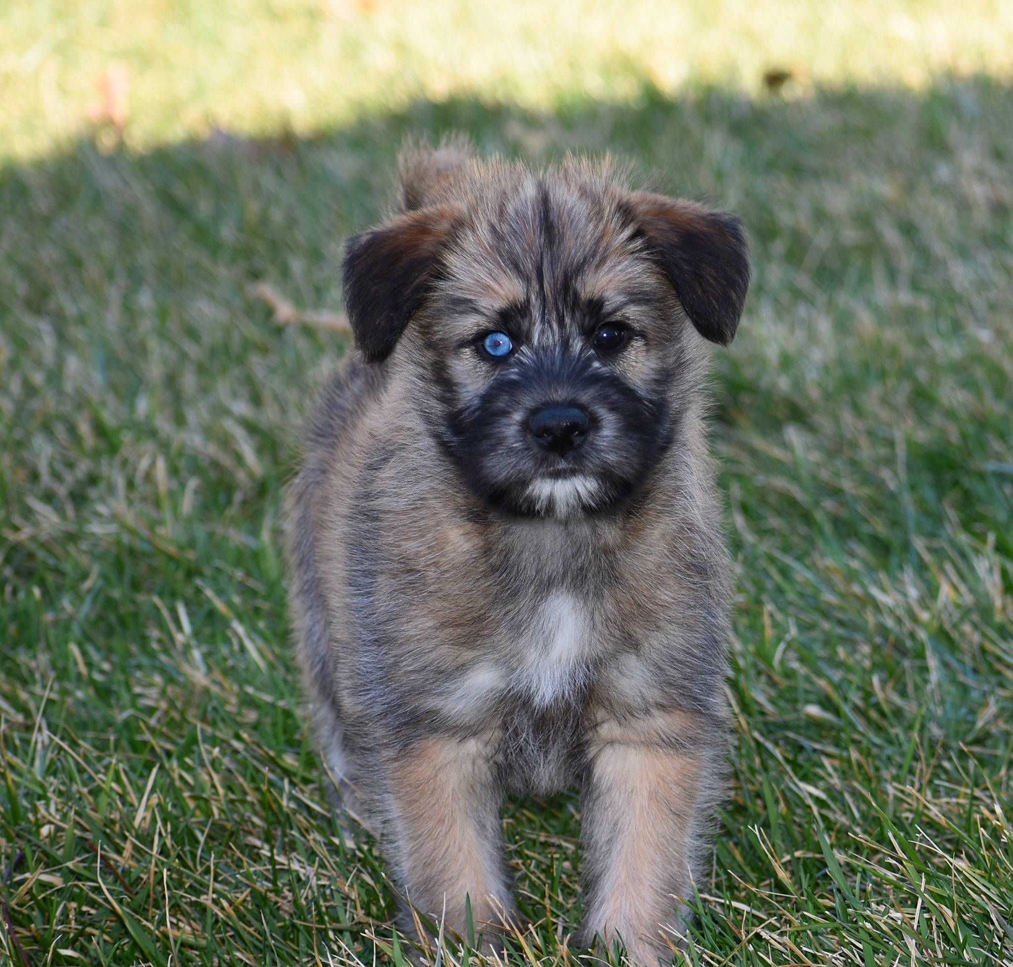 Rizzo is registered to the contest to win money with this photo: ancient_dog_breeds, canidae, carnivore, companion_dog, dog, dog_breed, fawn, fur, grass, liver, puppy, snout, sporting_group, terrestrial_animal, toy_dog, whiskers, wildlife, working_animal