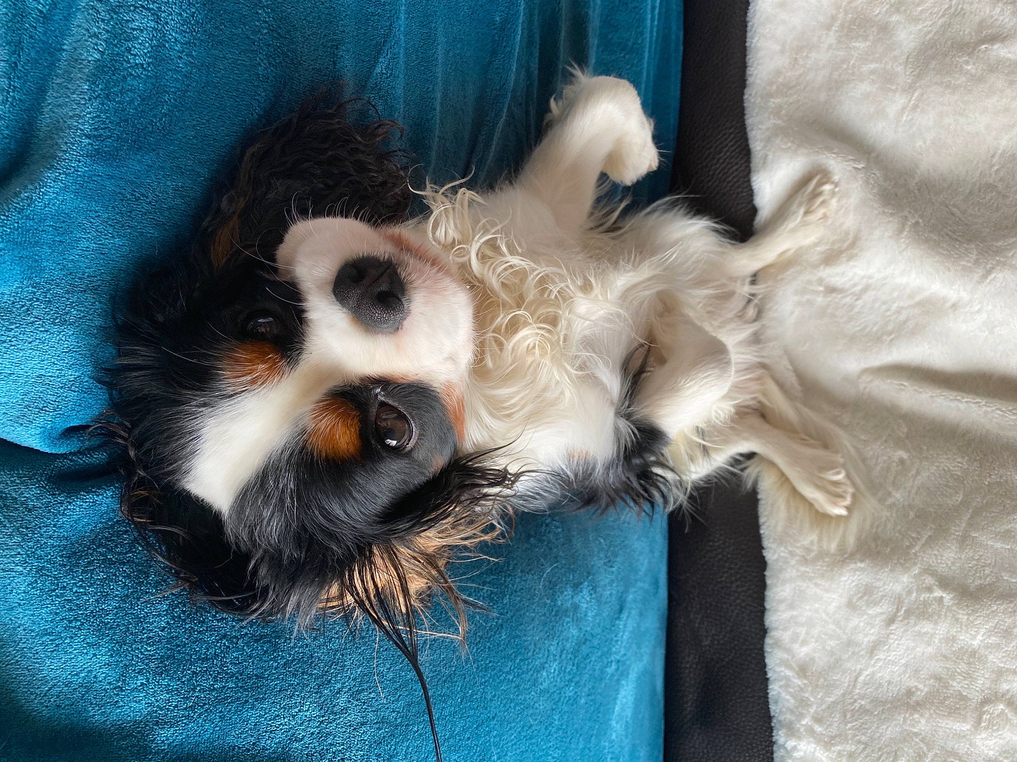 Pako participe au concours pour gagner de l'argent avec cette photo : canidae, carnivore, companion_dog, dog, dog_breed, electric_blue, fur, linens, paw, pet_supply, puppy, snout, toy_dog, whiskers, working_animal