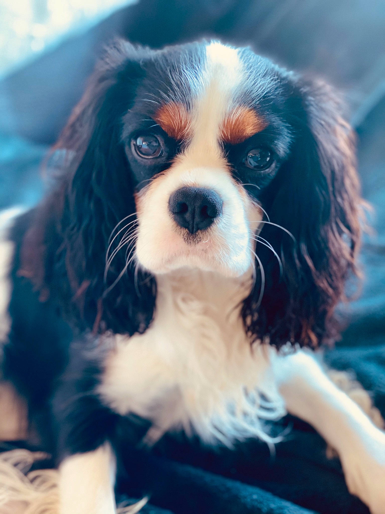 Pako participe au concours pour gagner de l'argent avec cette photo : canidae, carnivore, cavalier, cavalier_king_charles_spaniel, companion_dog, dog, dog_breed, king_charles_spaniel, mammal, phalene, puppy, puppy_love, rare_breed_dog, snout, spaniel, sporting_group, toy_dog, vertebrate, whiskers