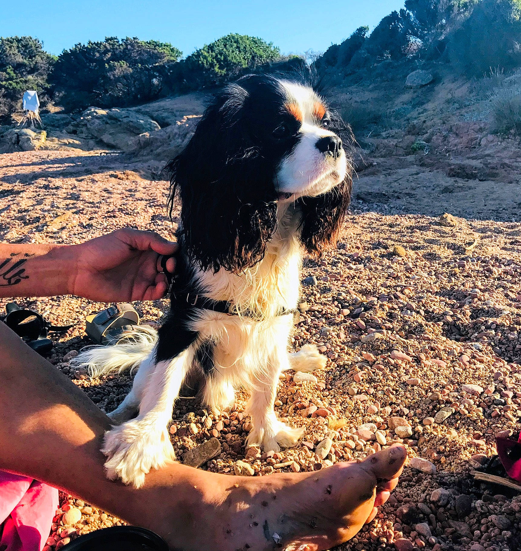 Pako participe au concours pour gagner de l'argent avec cette photo : adventure, canidae, carnivore, cavalier_king_charles_spaniel, dog, dog_breed, english_springer_spaniel, french_spaniel, king_charles_spaniel, mountain, soil, spaniel, sporting_group, wilderness