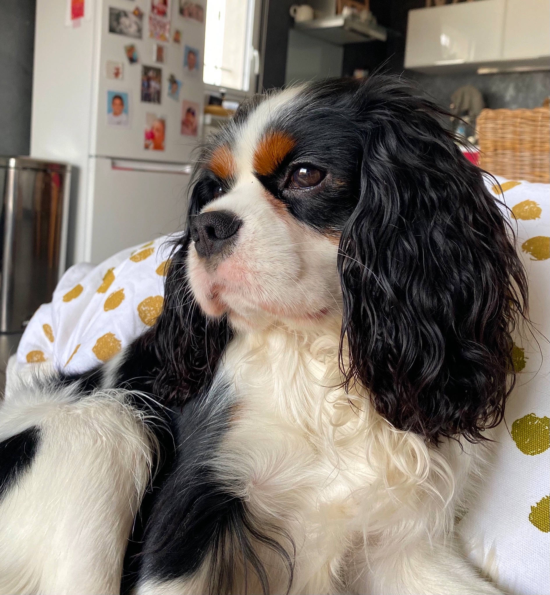 Pako a rejoint le concours — aidez-le/la à gagner de superbes lots ! canidae, carnivore, cavalier_king_charles_spaniel, cocker_spaniel, companion_dog, dog, dog_breed, fawn, fur, iris, king_charles_spaniel, liver, pet_supply, refrigerator, snout, spaniel, sporting_group, toy_dog, vertebrate, working_animal