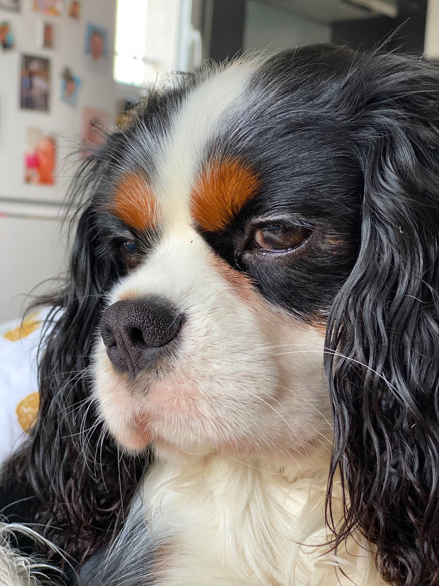 Pako participe au concours pour gagner de l'argent avec cette photo : canidae, carnivore, cavalier_king_charles_spaniel, companion_dog, dog, dog_breed, fawn, fur, iris, king_charles_spaniel, liver, mammal, snout, spaniel, sporting_group, terrestrial_animal, toy_dog, vertebrate, whiskers, working_animal