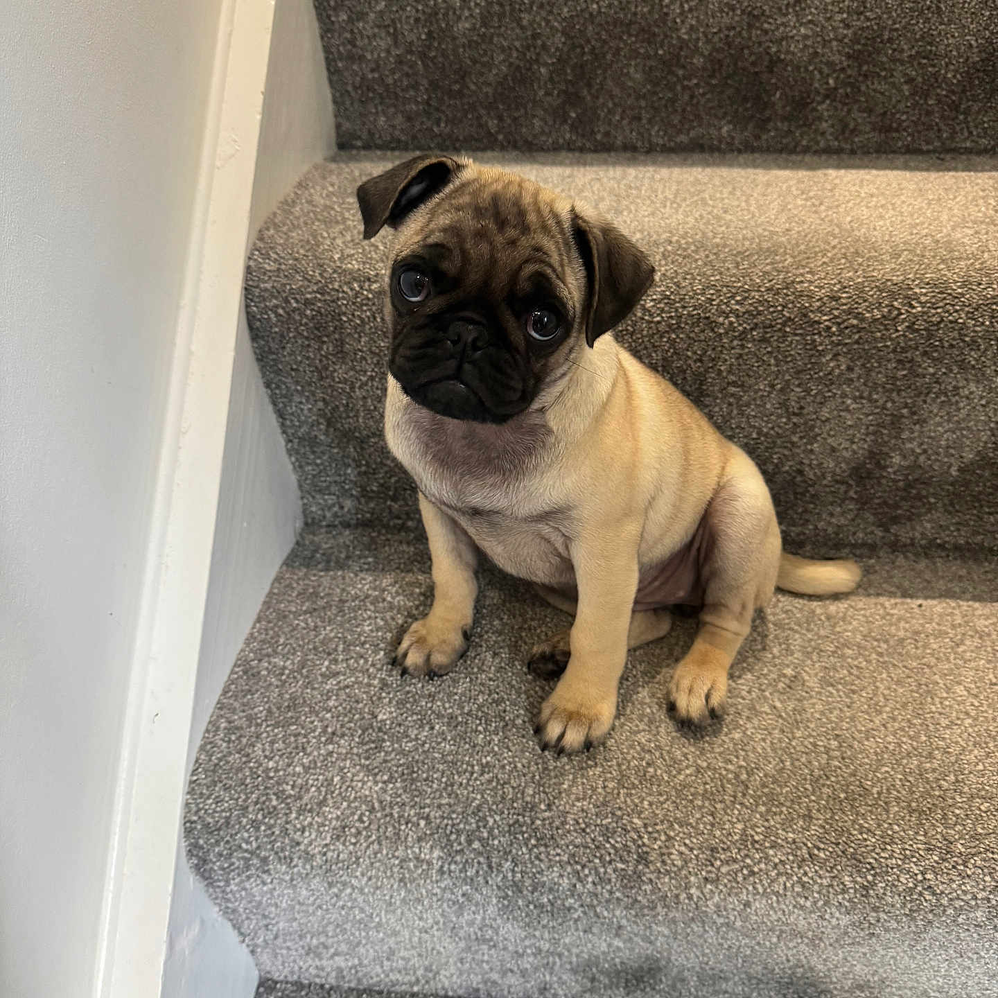 Lola joined the competition — help win amazing prizes! animal, brown, canine, carpet, companion, cute, dog, ears, fur, indoor, looking_up, nose, pet, pug, puppy, sitting, small, stairs, tail, young