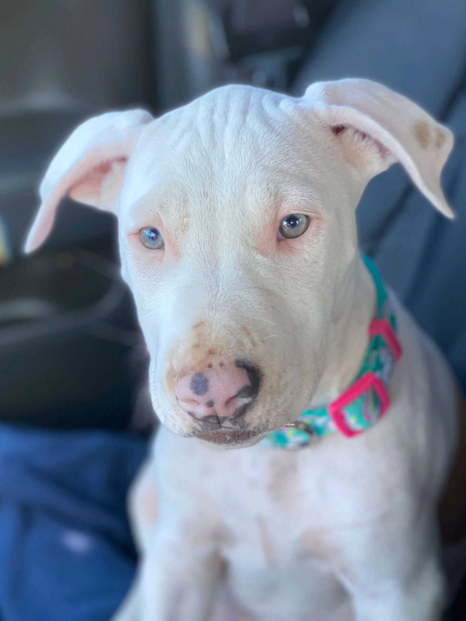 Sky is registered to the contest to win money with this photo: canidae, carnivore, collar, companion_dog, dog, dog_breed, dog_collar, dog_supply, dogo_argentino, dogo_guatemalteco, fawn, guard_dog, non_sporting_group, pet_supply, pit_bull, puppy, snout, sporting_group, whiskers, working_animal