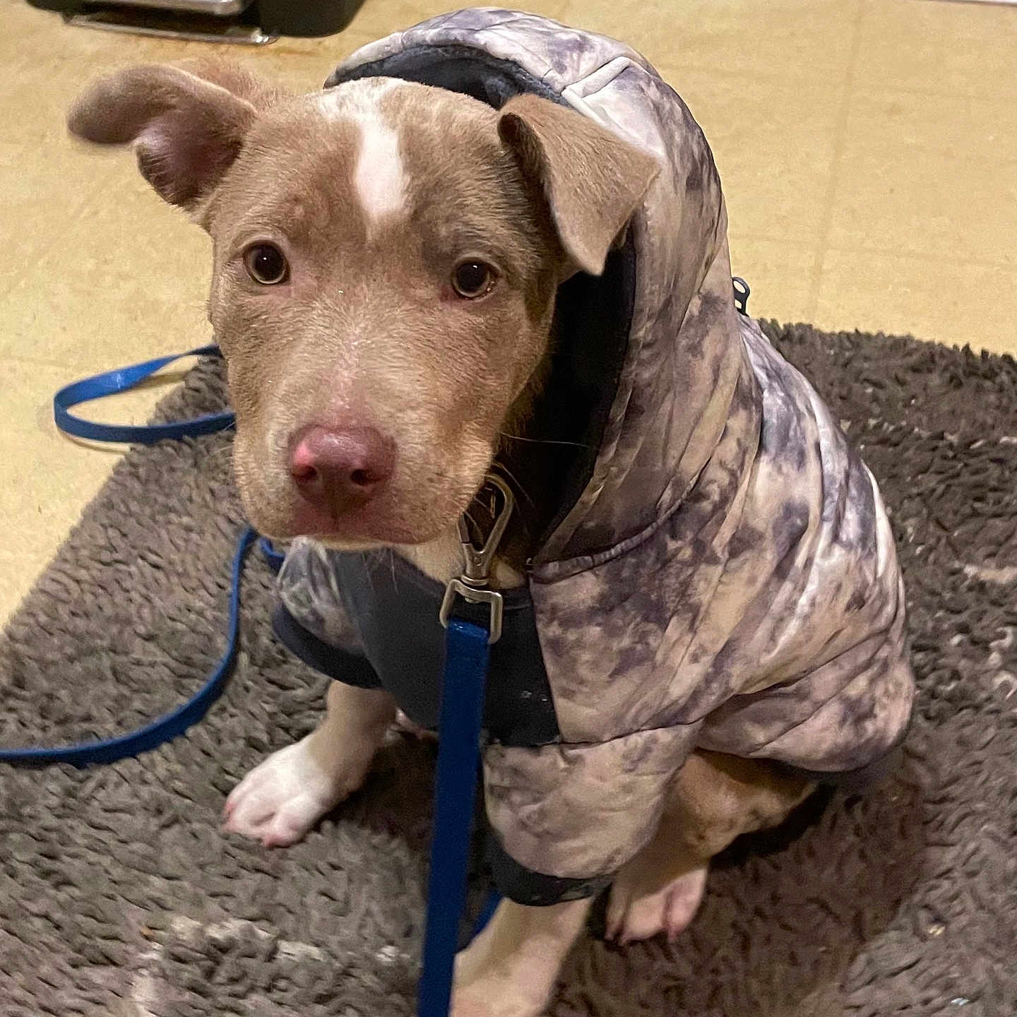 Peanut is registered to the contest to win money with this photo: accessories, animal, bulldog, canine, clothing, coat, crawling, doctor, dog, hound, labradorretriever, leash, person, pet, pitbull, pointer, puppy, snout, strap, veterinarian