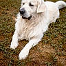 Roy a rejoint le concours — aidez-le/la à gagner de superbes lots ! dog, golden_retriever, outdoor, grass, animal, pet, lying_down, fur, canine, nature, mammal, calm, portrait, daylight, resting, cute, friendly, white, fluffy, domestic_animal