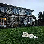 Roy participe au concours pour gagner de l'argent avec cette photo : dog, grass, house, stone_wall, blue_shutters, window, lawn, outdoor, pet, canine, relaxed, daytime, garden, tree, bench, door, potted_plants, cloudy_sky, building, yard